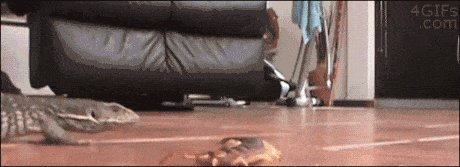 Lizard vs Centipede