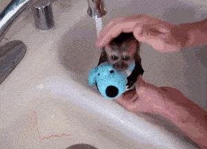Bath time for Monkey