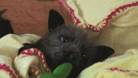 I like bats.