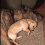 My Great Dane and his friend.