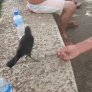 Crow asks for water