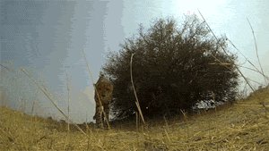 Curious cheetah