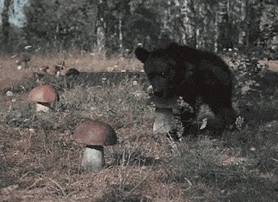 I... I'm just going to take dis mushroom.