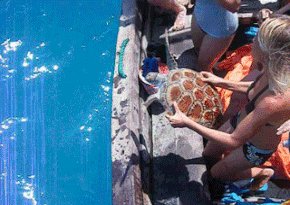 Turtles Aren't Slow