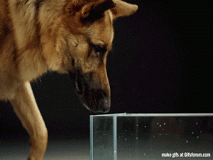 How dogs actually drink water