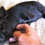 Aaand this little piggy just got cuddles the rest of his long and happy life THE END