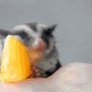 Sugar glider falls asleep on an orange slice