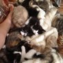 Cuddly blanket of kittens