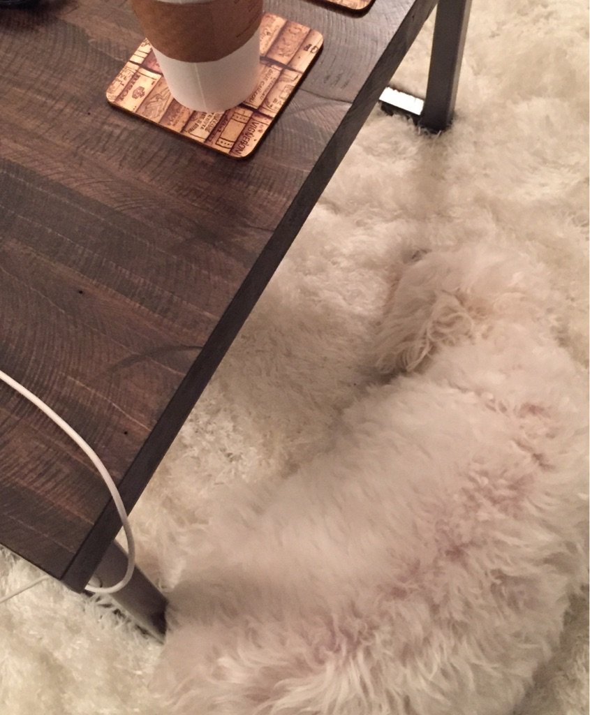My dog's urban camouflage