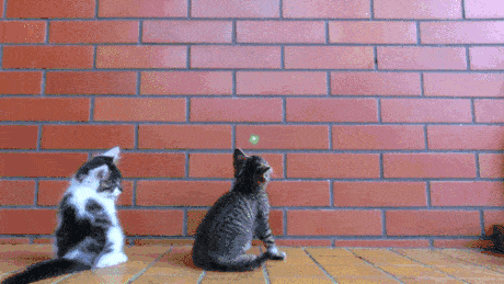 Kittens playing with a laser pointer