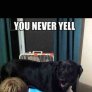You never yell when the cat does it