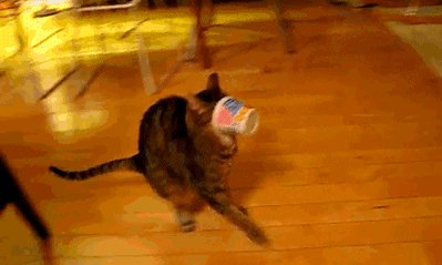 My Favourite Cat GIF