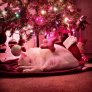Haven't taken down the Christmas tree. Here's a reason why.