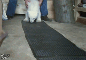 Cuteness Overload: A Baby Polar Bear Taking Its First Steps