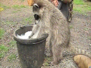 Raccoon instructs in proper hygeine