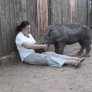 Baby rhino wants to cuddle