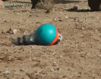 You got Ferreted.