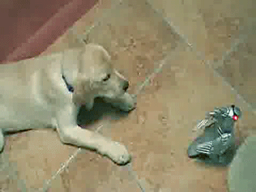 Pup Meets Mechanical Bird