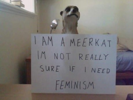 I'm a meerkat.