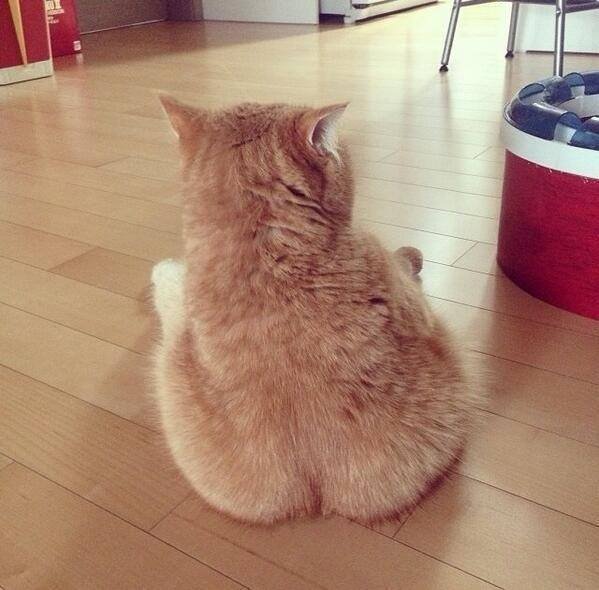 Cat Crack