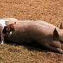 Little goat does his best to wake up a big pig
