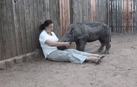 Baby rhino wants to cuddle