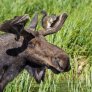 Is moose and squirrel
