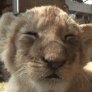 Sleepy lion cub