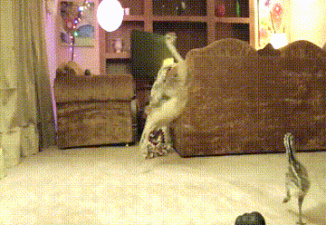It's a Baby Ostrich Dance Party!