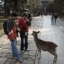 The Bowing Deer Of Nara, Japan.