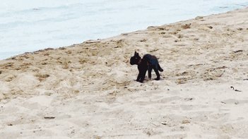 Kitty at the beach