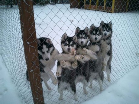 Hey dude, let us out
