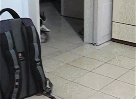 Is this a Dog or a Cat?