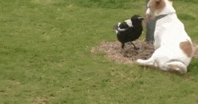 A puppy and a magpie playing