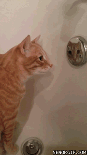 The Cat Has Finally Seen His Reflection For The First Time Ever
