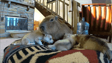 Capybara playing with puppies