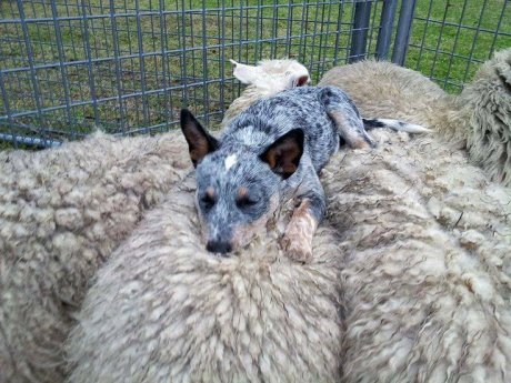 This is the best place to nap after a long day of herding