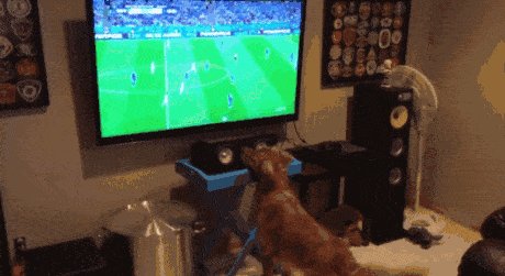 This dog loves the world cup