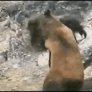 Bigfoot fighting a bear