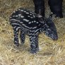 This is Mekong, the newest resident of Edinburgh Zoo
