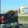 This guy must have some big nuts.