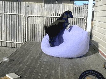 Goats just wanna have fun