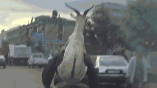 S**t just goat serious…