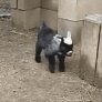 Goat kids begin taking their first steps within minutes of being born.