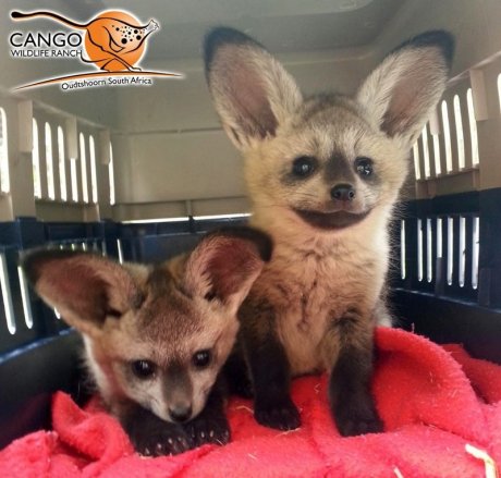 Bat-eared foxes
