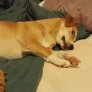 Thought my dog was sleeping, until I opened a bag of chips.