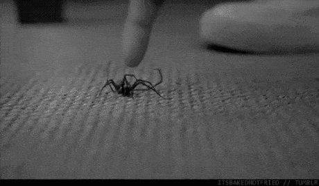 Do not mess with spiders