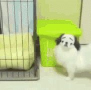 May eye brows your cage?