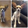 My husband decided to give our dog a haircut