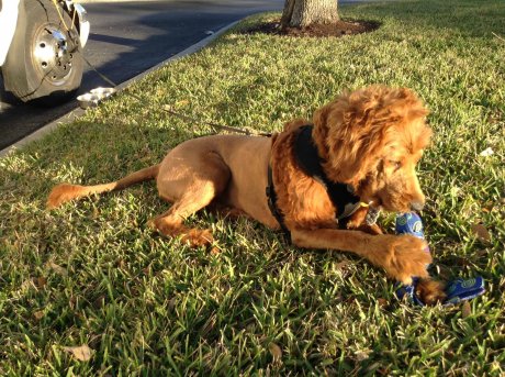 Vicious Lion spotted in Florida parkinglot
